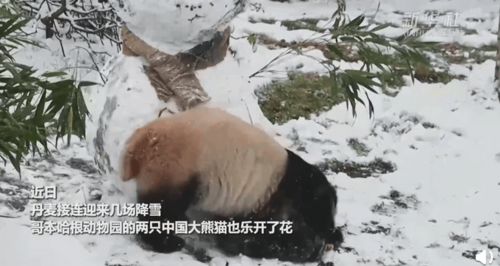 中国大熊猫在北欧玩雪,萌翻了 网友 差点以为是熊猫堆的雪人