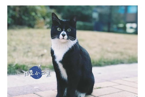 为什么不能抛弃狗猫(为什么不能抛弃宠物)