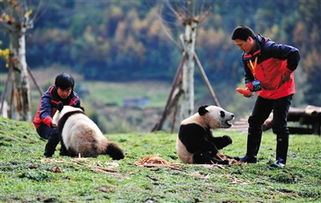 熊猫帮主 招募上万人报名