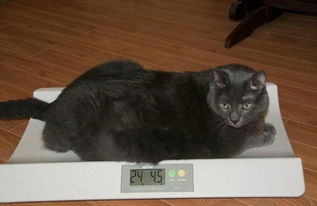 加拿大肥猫8个月瘦身效果惊人 