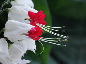 龙吐珠花怎么剪枝才能开花,龙吐珠花期养护方法？
