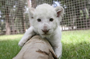 2012年最萌最可爱的动物宝宝照片 1 奇闻热点 图吧 