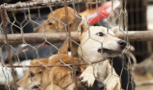 屠狗业开始没落, 韩国最大的狗肉屠宰场被拆, 遗下大批电击用具