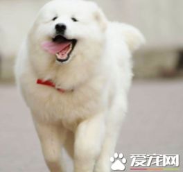 大白熊犬粘人吗 大白熊犬过分粘人怎么办