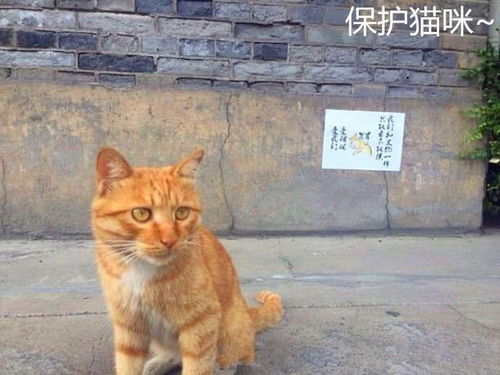 猫妈为护幼崽抓伤游客,遭投诉后,景区霸气护猫令人称赞