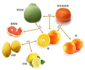 为什么橙子比橘子难剥皮 