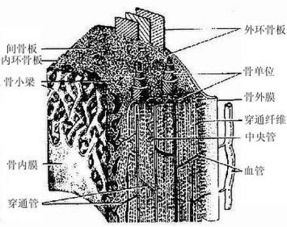 软骨和骨治疗诊断方法,组织学与胚胎学课件视频下载,精品课程 