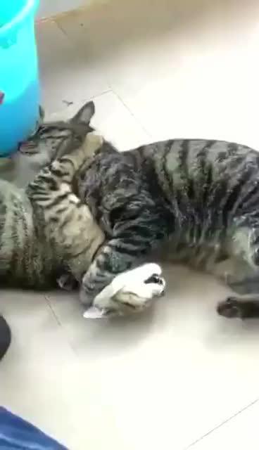 两只猫打架,其中一位一看就是练家子 