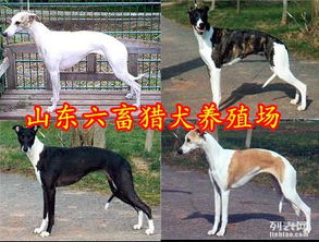 全活格力犬,全活细犬图片,黑白全活细犬猎犬