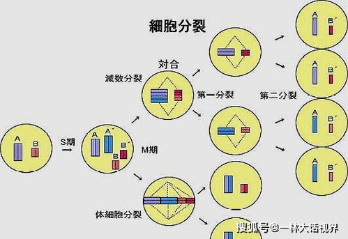 100万年前,曾经有一个物种叫做男人 ,Y染色体危机下的男人们