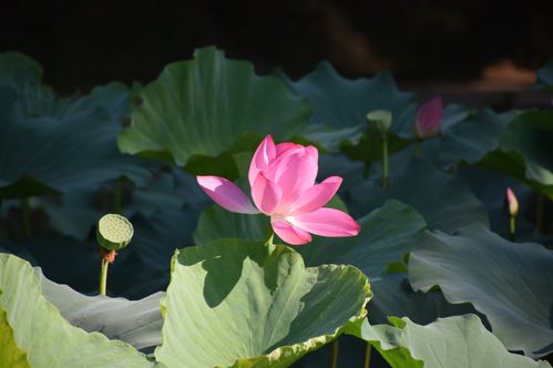 9月中旬,桃花涌现,真爱降临,遂心如意的四大星座