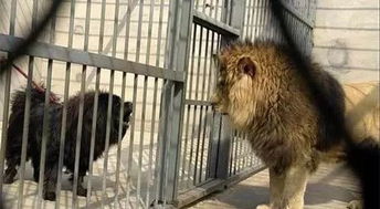 藏獒和德牧面对狮子时,谁才是犬中之王