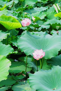 犹闻荷香