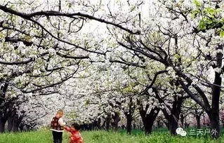 4月15日瓣瓣梨花白似雪,朵朵笑脸灿如花, 万亩梨花 花海游 