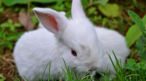 刚买的兔子为什么老是生病 兔子的这些习性,你知道多少呢