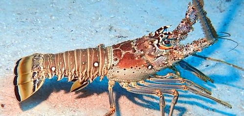 海底最接近永生的真龙王,关于龙虾的5个冷知识