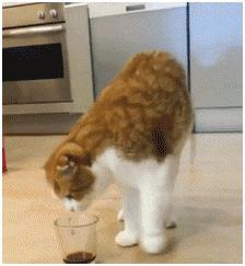 猫咪帮主人鉴定咖啡,太专业了,一看就是正宗的猫屎咖啡 