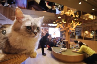 可爱写真 日本 猫之日 粉丝为喵星人拍摄360度照片 