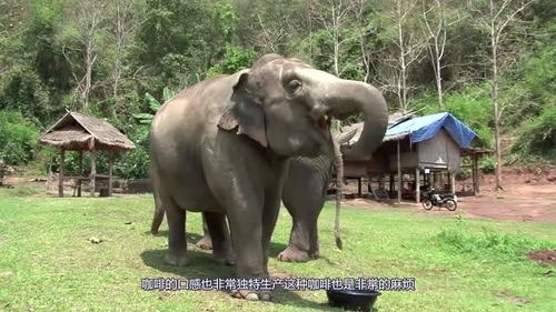 神奇的泰国人在大象粪便里找美食,比猫屎咖啡还贵的 象屎咖啡 