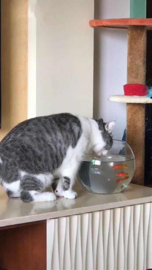 猫正在喝着鱼缸里的水,中途鱼跳起来撞向猫脸,鱼 喝个没完了
