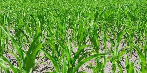饲料玉米种植技术要点,玉米栽培技术要点及施肥方法