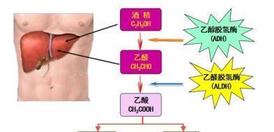 喝酒的人该如何清除肝内的毒素(喝酒肝脏排毒)