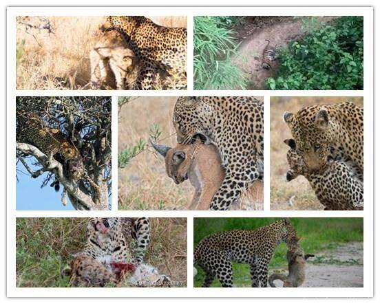 什么动物可以杀死豹子 除了狮子和老虎,至少还有这4种动物
