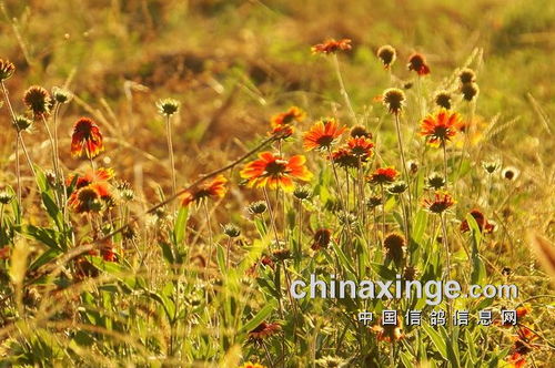 金秋时节访花乡