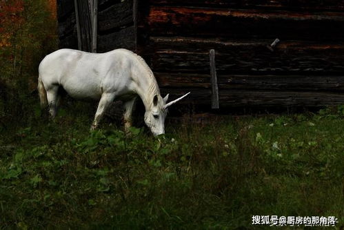 神话传说中的独角兽是什么动物 现实中独角兽真的存在吗