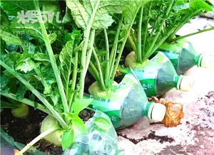 塑料酸奶瓶养花种菜