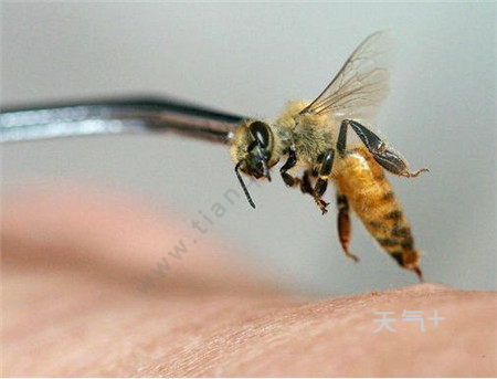 蜜蜂蛰消肿的最快方法？蜜蜂蛰了怎么快速消肿止痛偏方