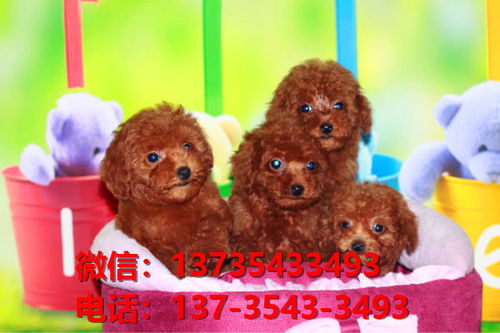 天津宠物狗狗犬舍出售纯种泰迪犬茶杯泰迪狗市在哪卖狗地方买狗