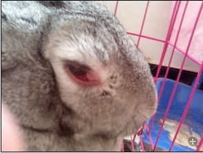 兔子的眼睛坏了,是什么病,眼睛睁开就是这样,请各位能帮帮我 
