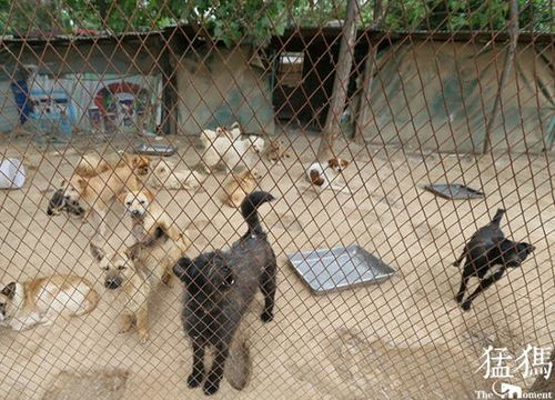 河南公布禁养犬种名单 这50类犬在禁养范围