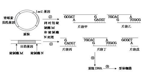 dna碱基序列是什么