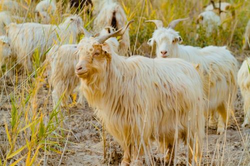半马羊的羊肉品质有多好 每一只羊儿竟然都享受 特殊保护