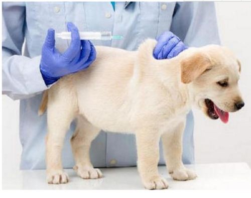 小狗出生多长时间驱虫,打疫苗. 