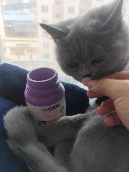 对猫咪真正有用的保健品 猫多维