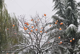 关于冬天树上结柿子的诗句