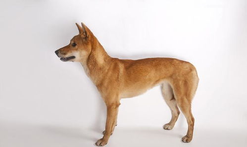流浪狗还是受保护动物 澳洲野犬的这张 身份证 该怎样上