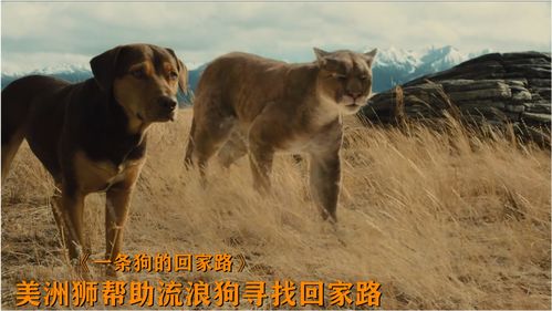 高分温情治愈电影,美洲狮帮助流浪狗寻找回家路,结局却让人泪崩 