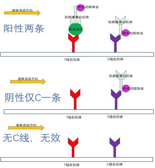 新冠抗原检测试剂盒是利用什么原理显示出结果的