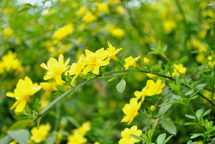 迎春花是什么颜色的 迎春花的特点