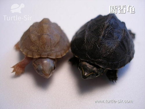 黄石巨头麝香龟饲养经验分享