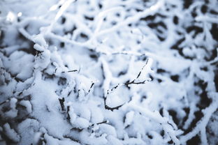 雪上空留马行处的前一句及其他，雪上空留马行处前面一句是什么