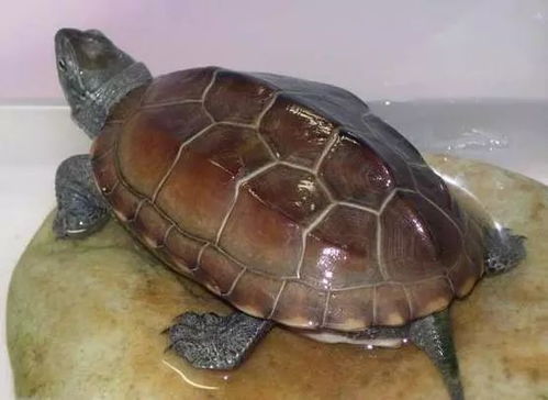 中华草龟哪种品种最好？