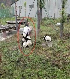 饲养员遇上最粘人熊猫,网友 终于知道饲养员为啥都穿连体裤了 