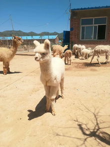 成年羊驼小羊驼养殖场批发出售饲养成本利润市场价格