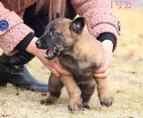 马犬喜欢吃什么食物 