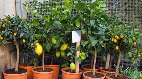 可以自己在家种植盆栽柠檬吗 需要什么技巧 种完以后可以吃吗 